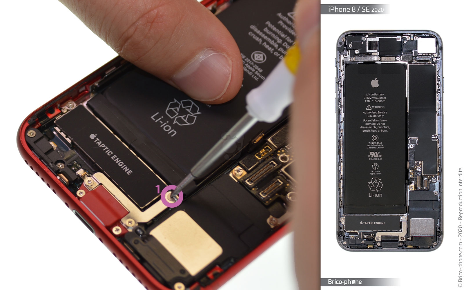 Démontage complet sur iPhone SE 2020 photo 1